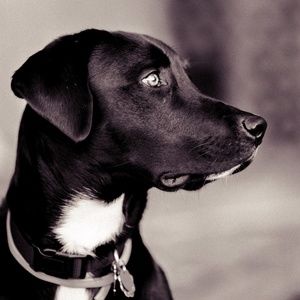 Meet your Posher, Nathan